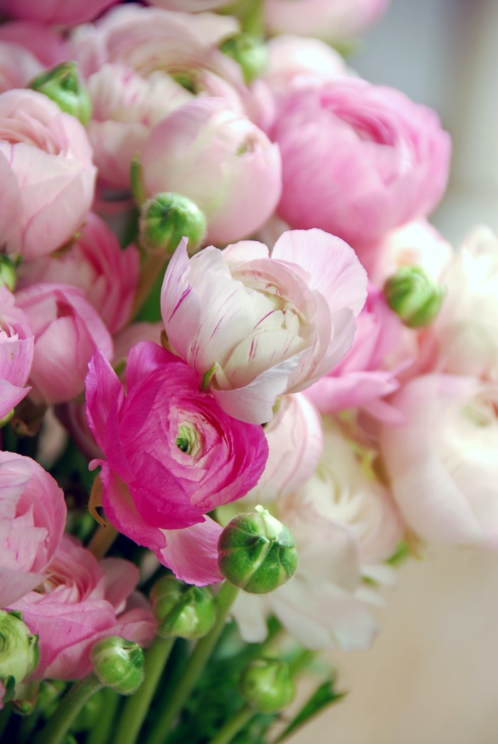 pink ranunculus flowers