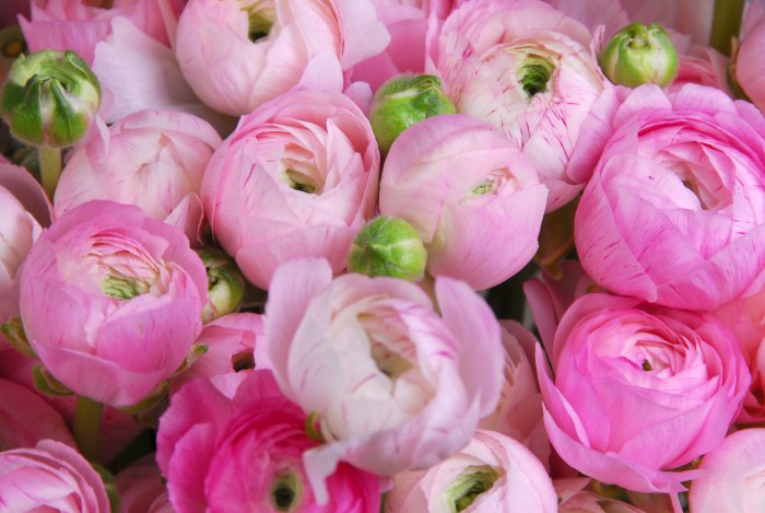 pink ranunculus