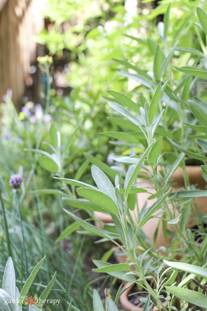 sage plant