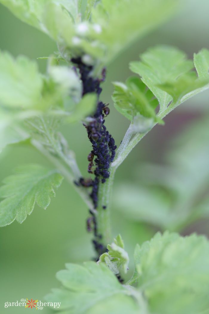 black aphids chives