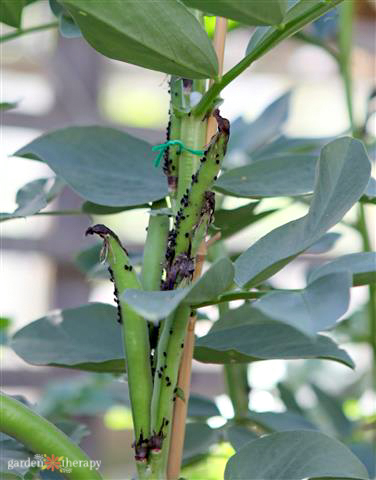 Aphids on Broad Beans