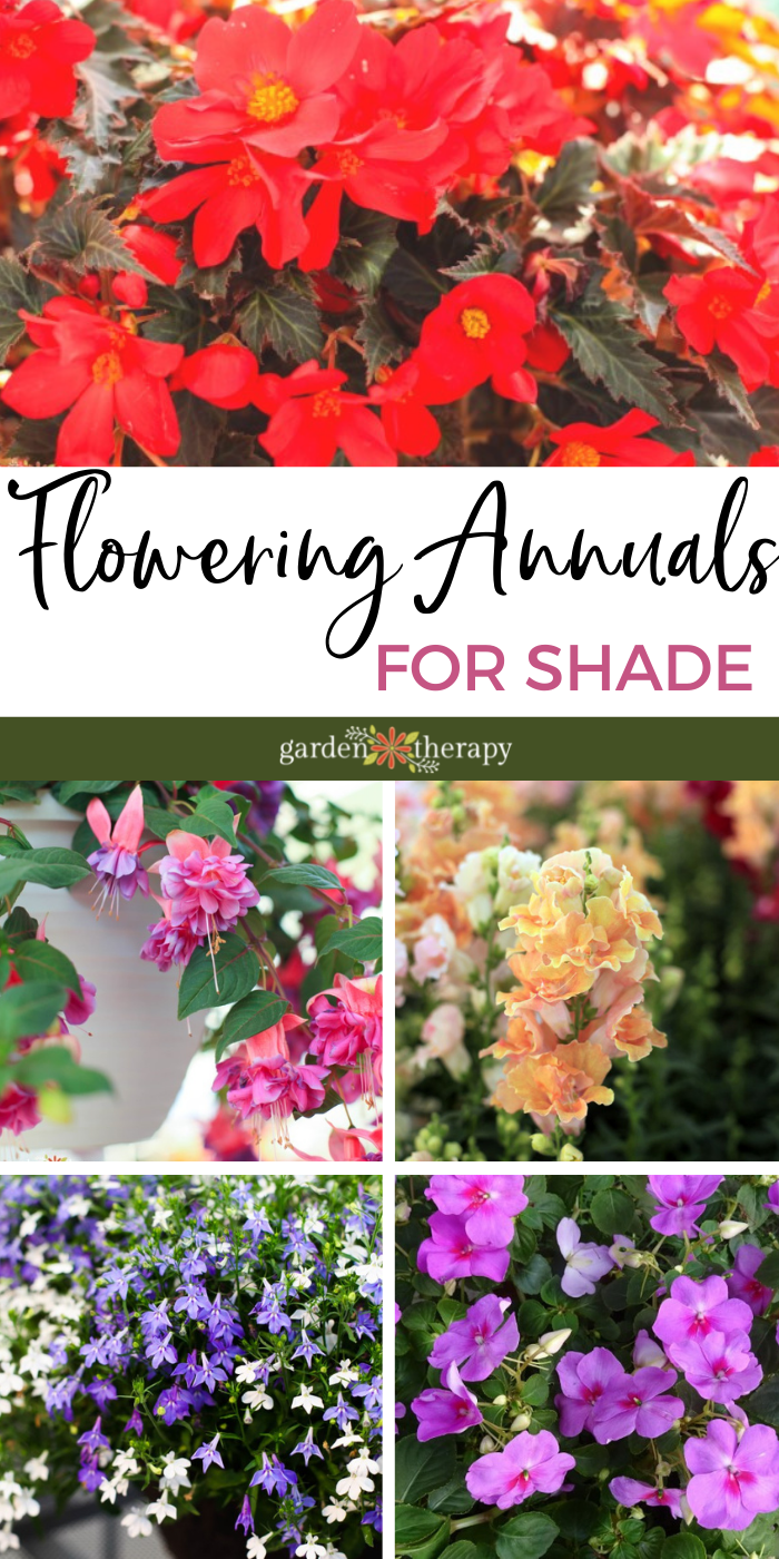 Flowering Annuals to Perk Up the Shade