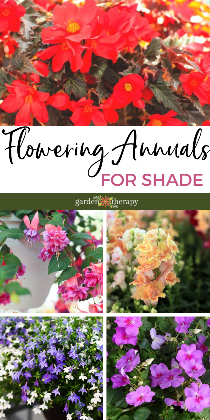 Flowers That Grow In The Shade Perk Up Your Garden With These Annuals