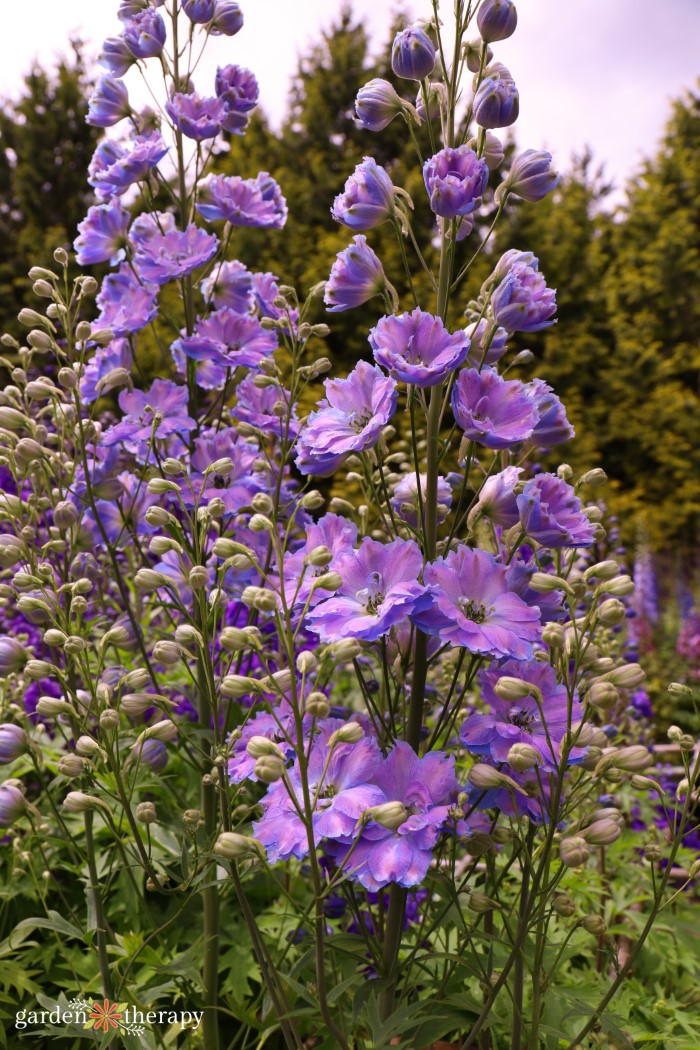 purple delphinium stalk blooming