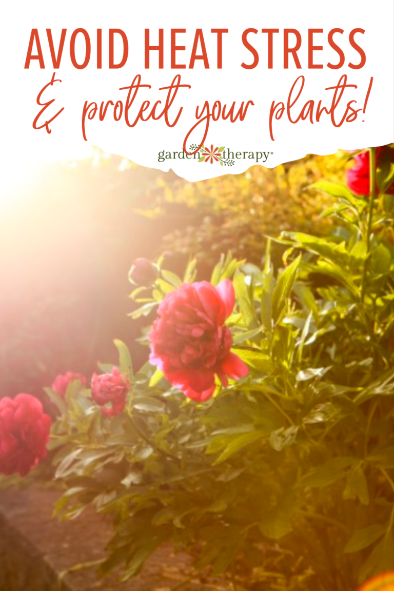 Beating the Heat Protect Plants From Heat Stress