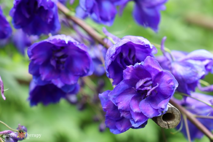 blue delphinium flowers