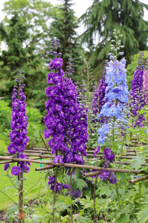 How to Grow Delphinium for a Cottage Style Garden Garden Therapy