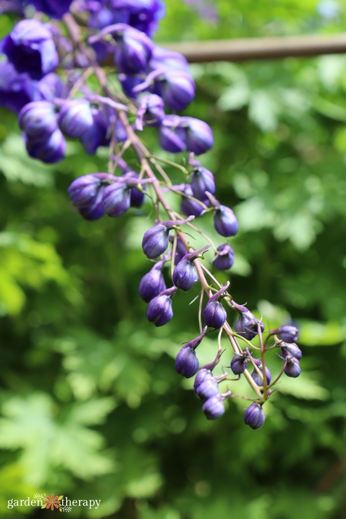 delphinium blooms