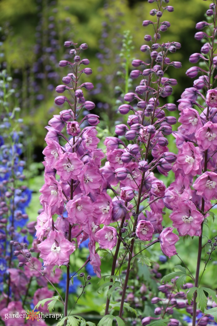 pink delphinium