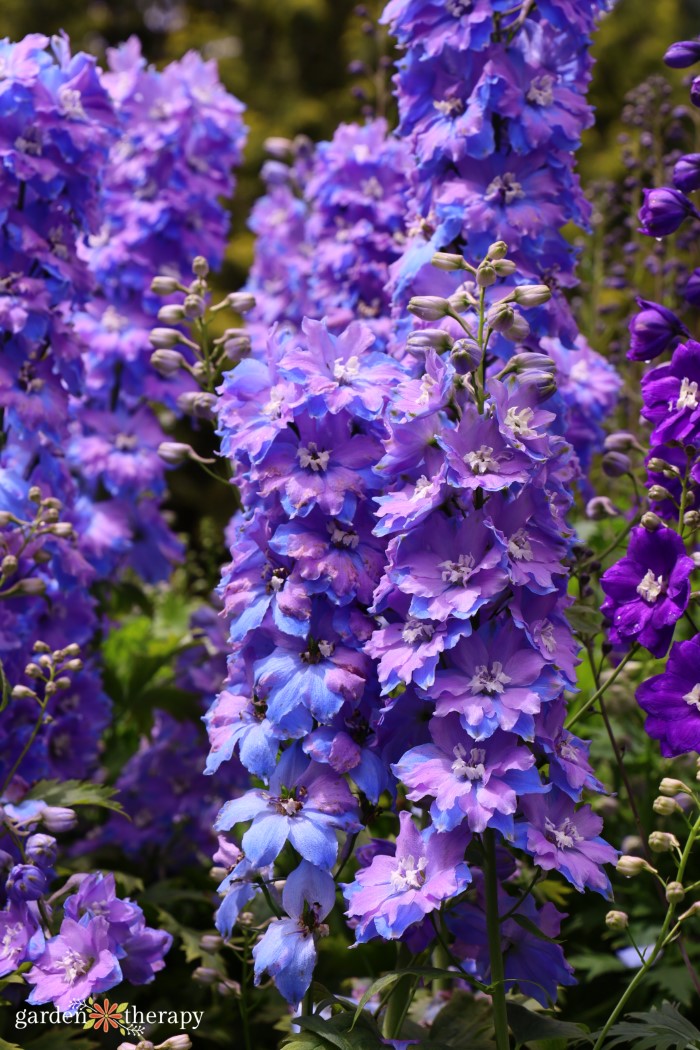 delphinium flowers