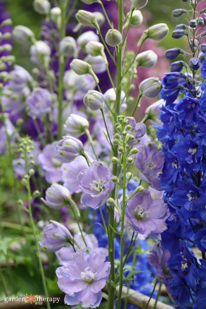 growing delphinium