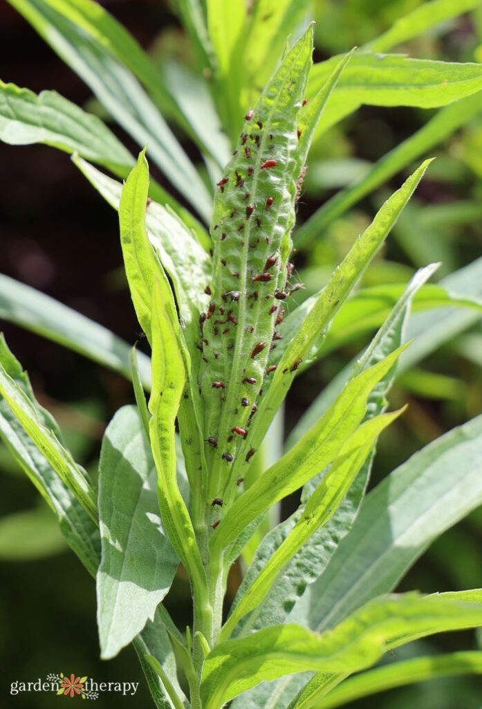 aphids on plant as garden pests