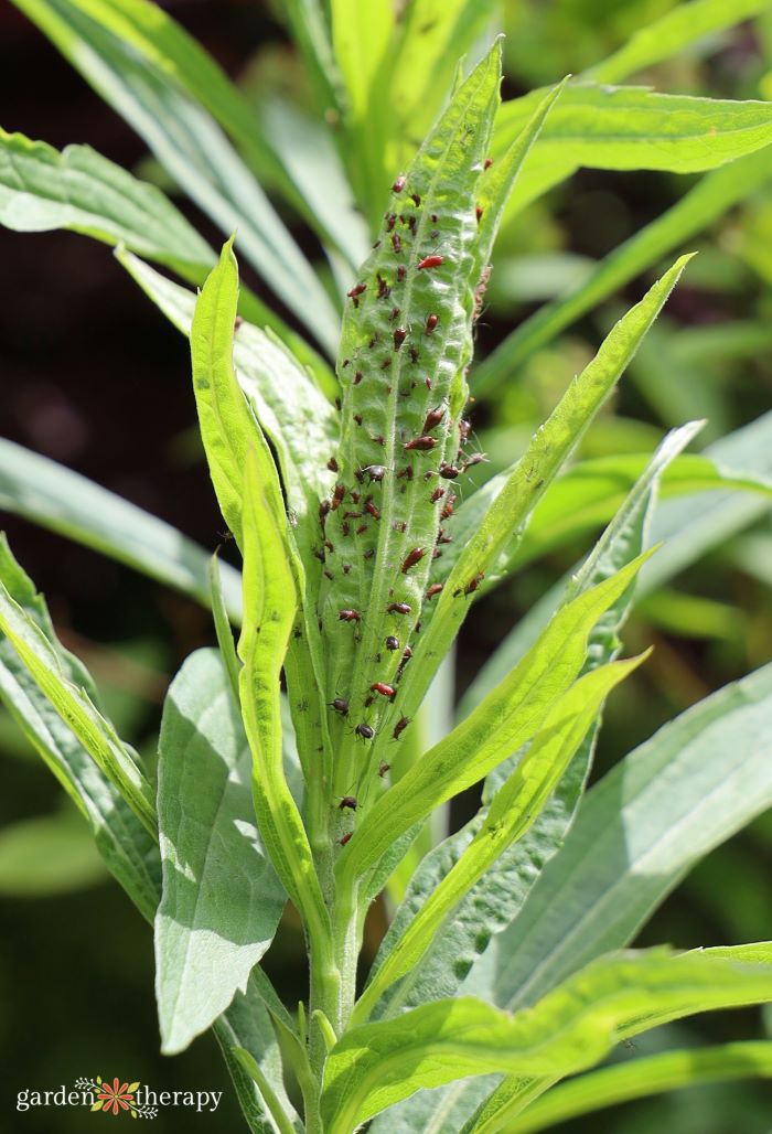 how to get rid of aphids naturally