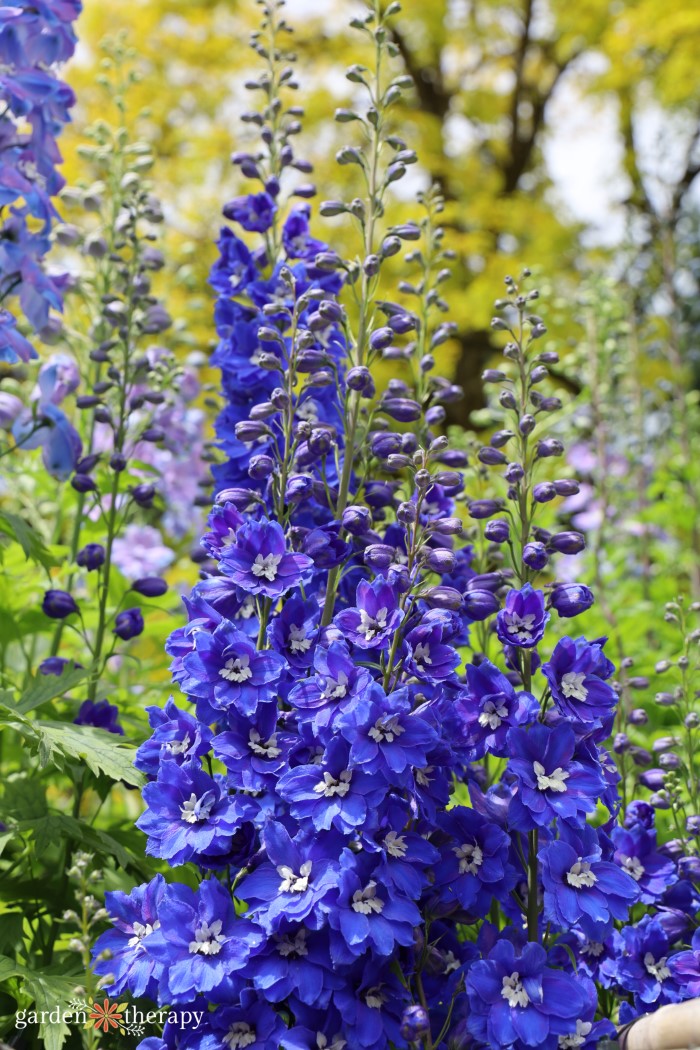 planting delphinium