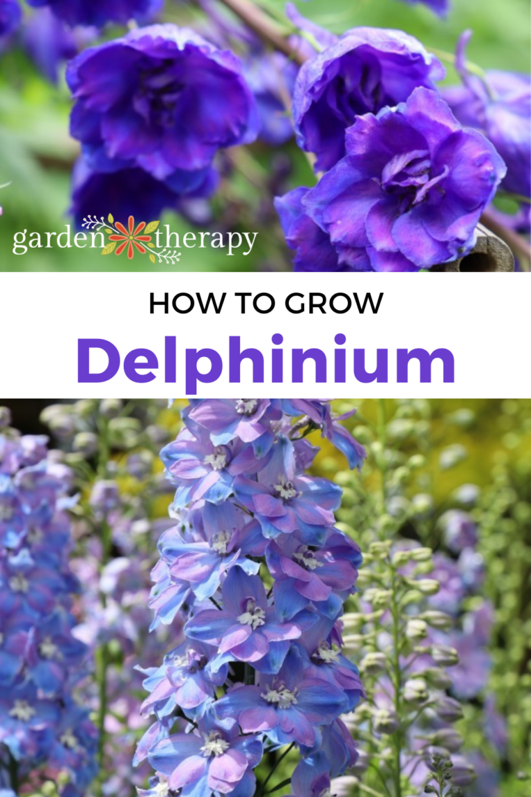 How to Grow Delphinium for a Cottage Style Garden - Garden Therapy