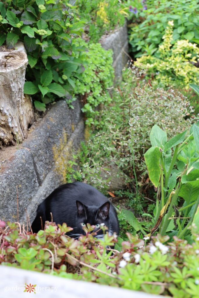 How to keep cats from using outlet flower bed as litter box