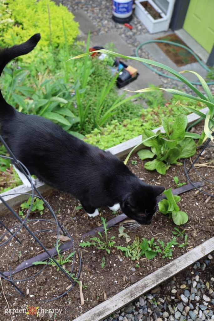 gato callejero en el jardín