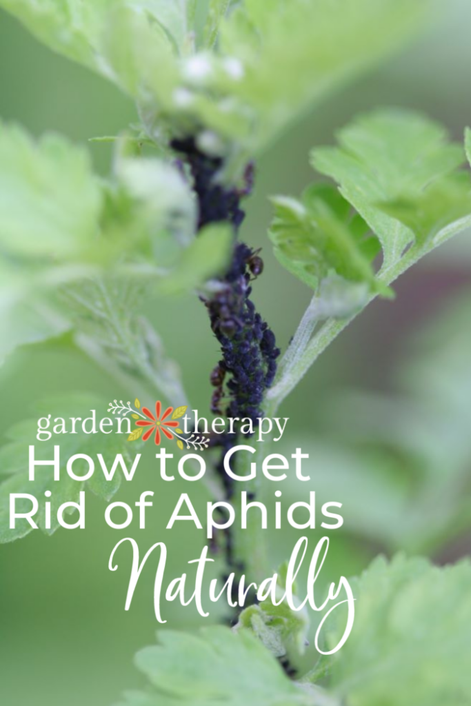 Pin image for how to get rid of aphids in your garden, naturally.