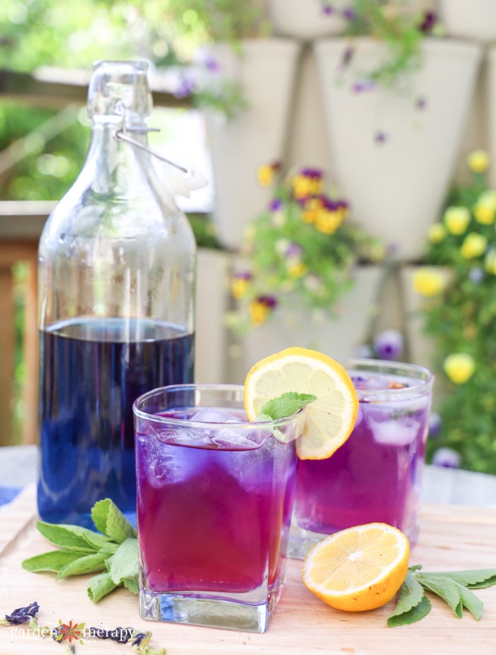 butterfly pea flower cocktails