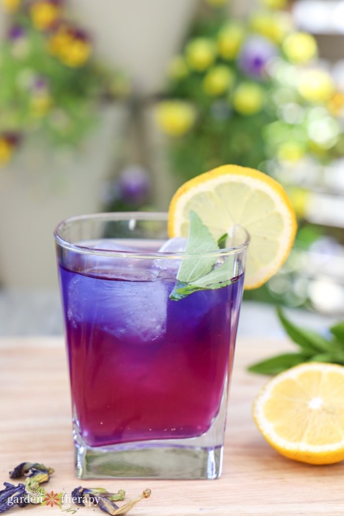 butterfly pea flower drink with blue on top and purply-red on the bottom, garnished with stevia
