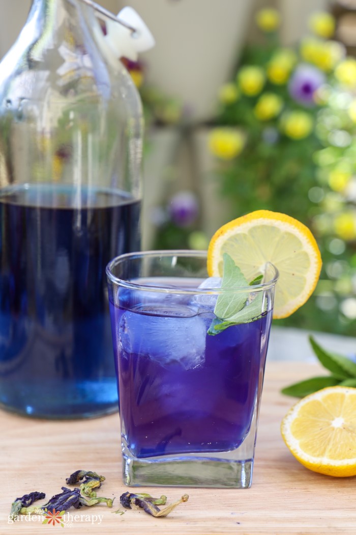 blue butterfly pea drink with lemon wedge