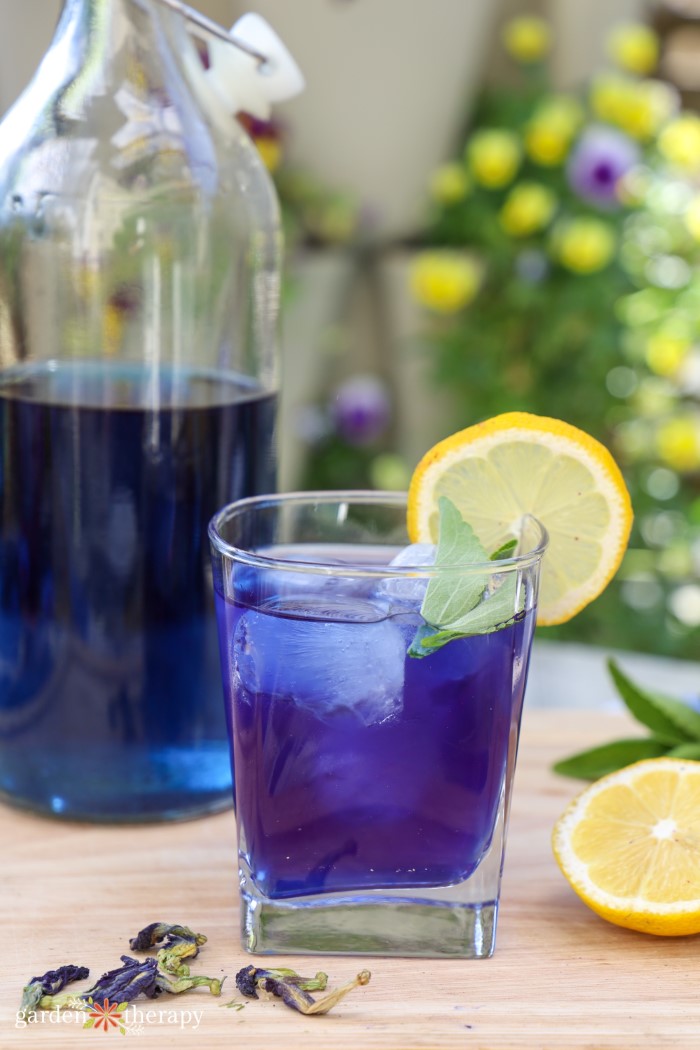 Butterfly Pea Flower Tea