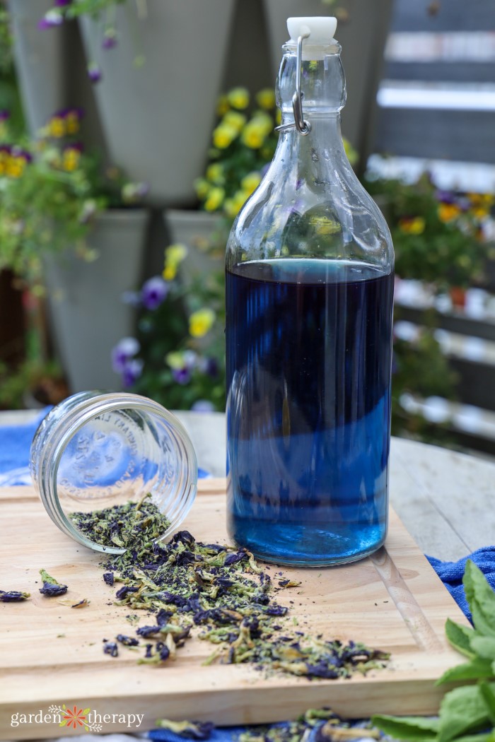 butterfly pea flower in a mason jar