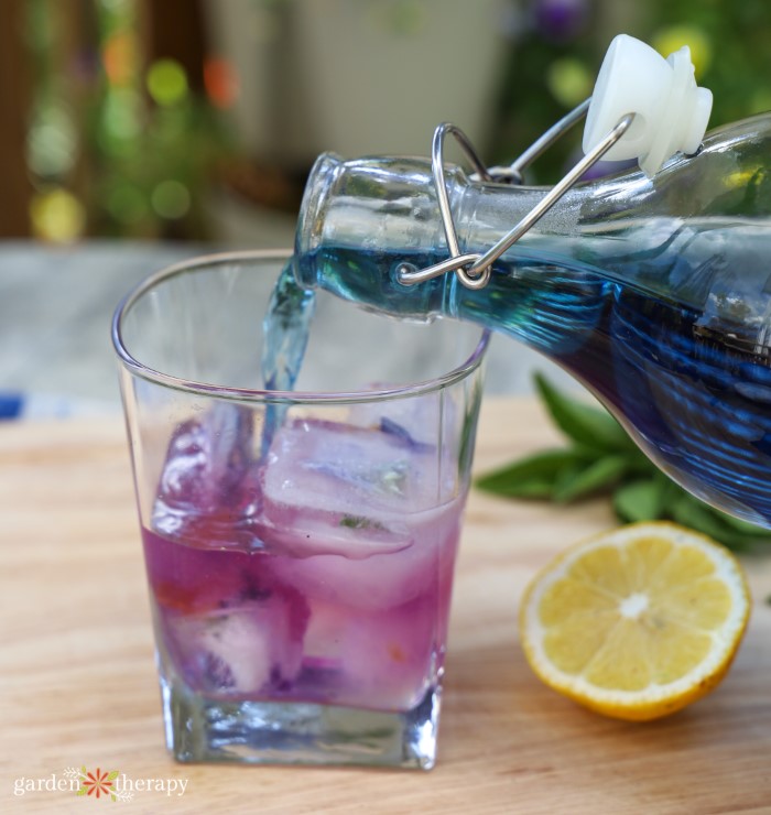 how to make butterfly pea flower tea