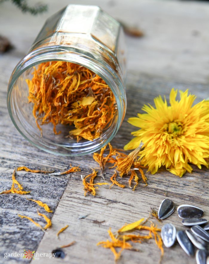 dried calendula in a Mason jar spilled over