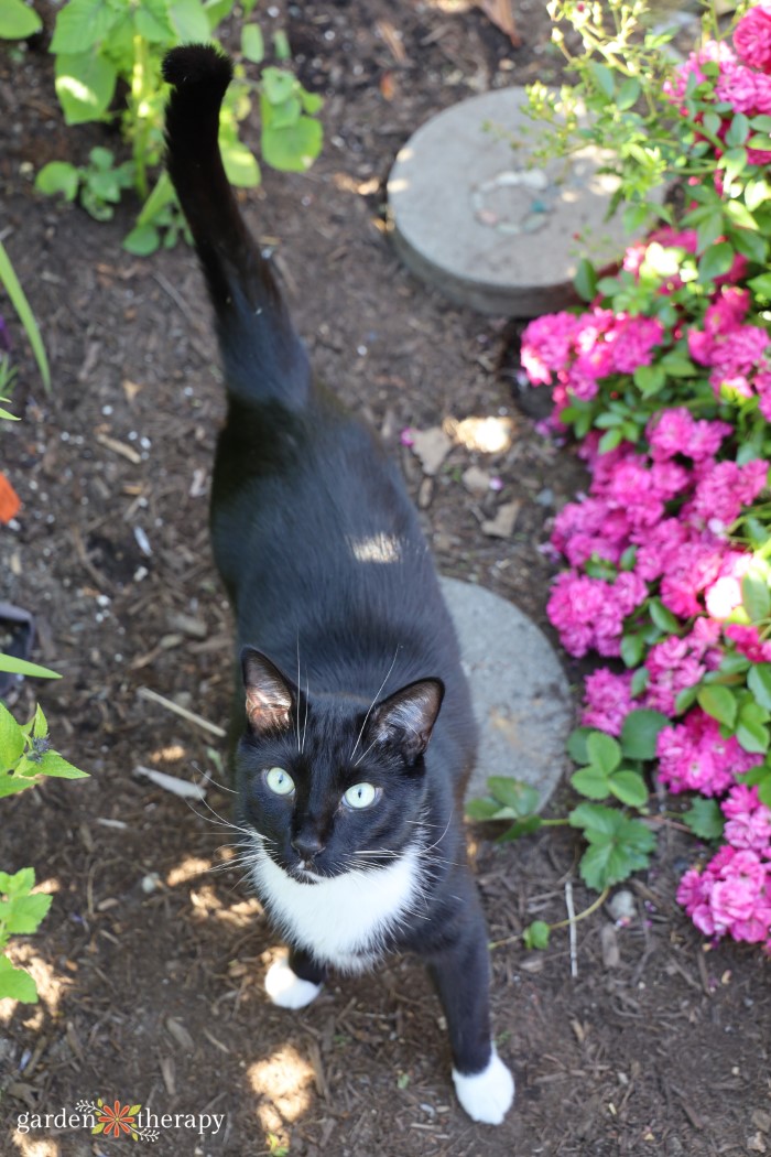  Black Cat Hiding in Spring Flowers Heart Lanyard