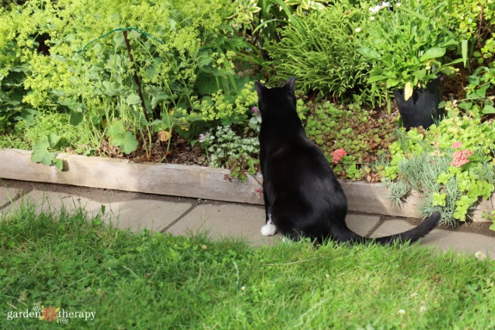 How to Stop Cats from Pooping in the Garden