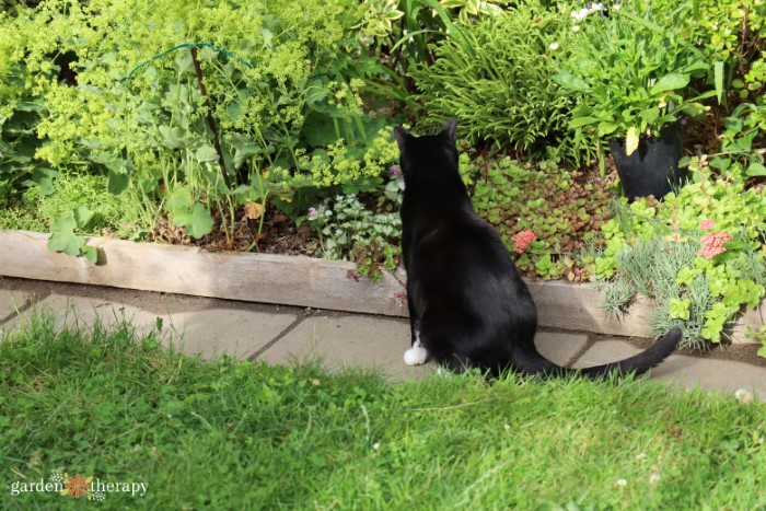 Vinegar to repel outlet cats