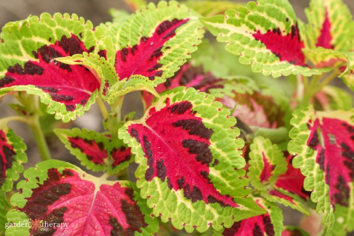 coleus verde e vermelho