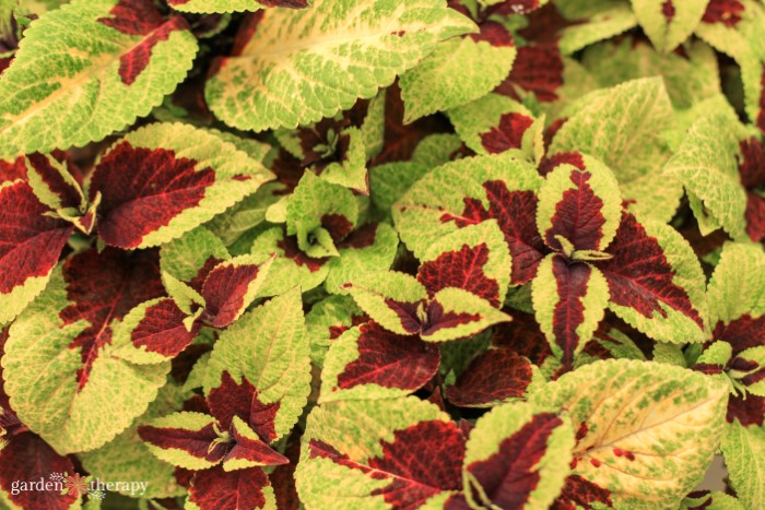 growing coleus indoors