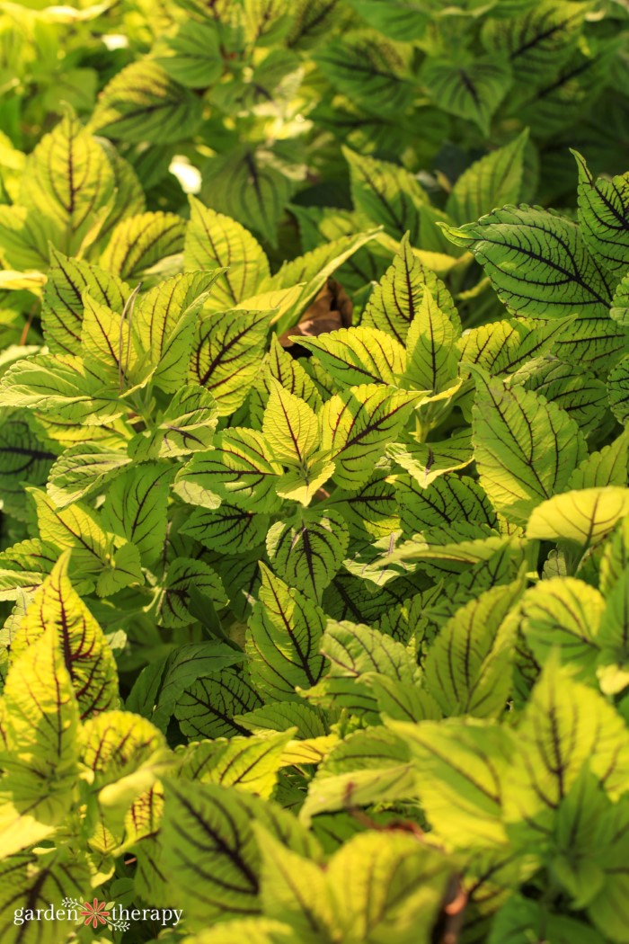 coleus folhas