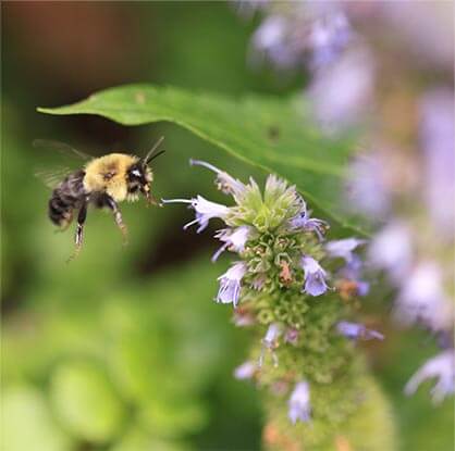 flower with bee hovering near