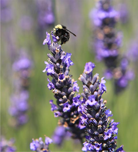 flowers bee