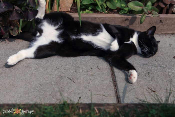 cat lounging in the garden