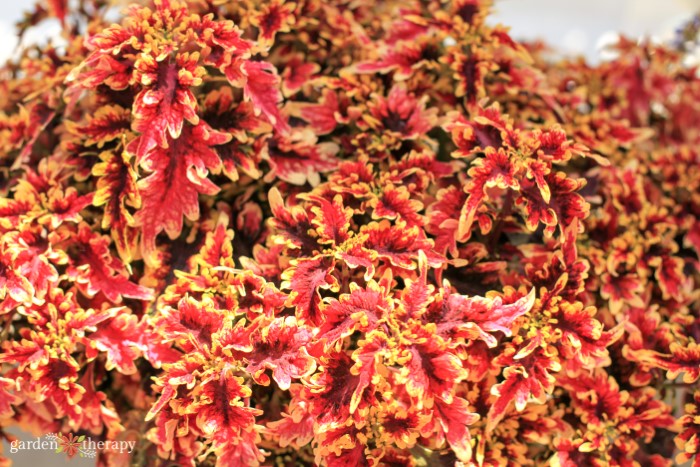 coleus plante omsorg