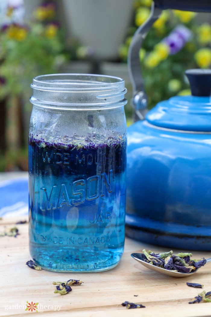 butterfly pea flower steeping