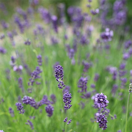 lavender flowers