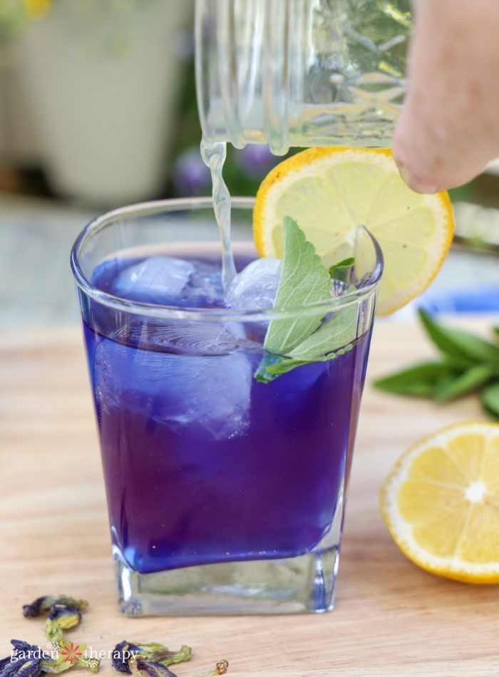 Make Naturally Bright Blue Butterfly Pea Flower Tea - Garden Therapy