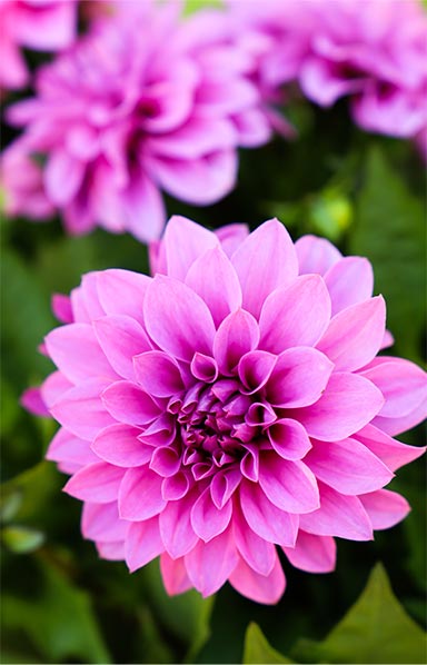 dahlias