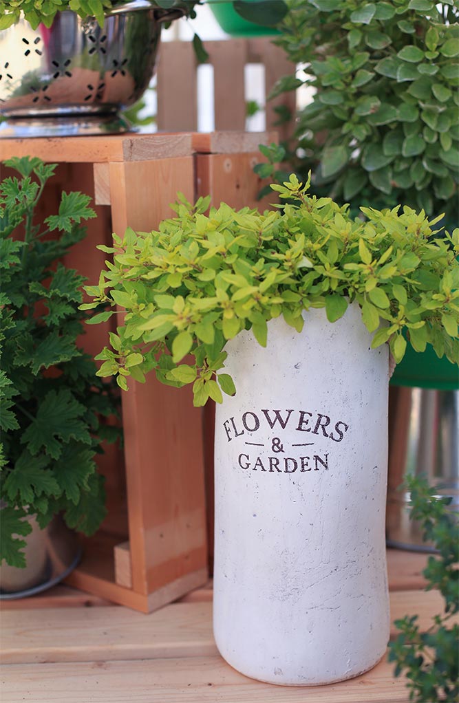 potted basil