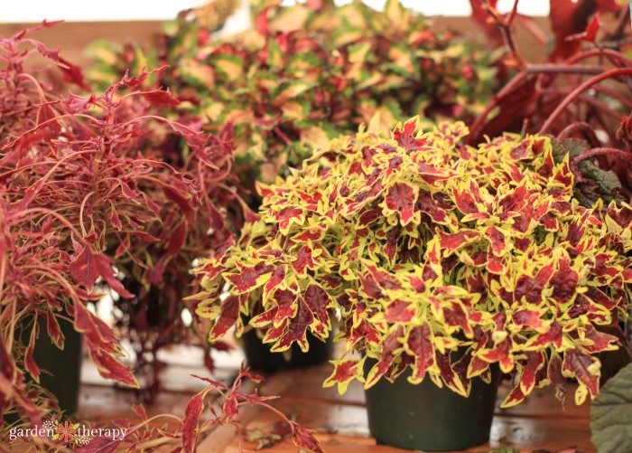 plantas Coleus em vasos