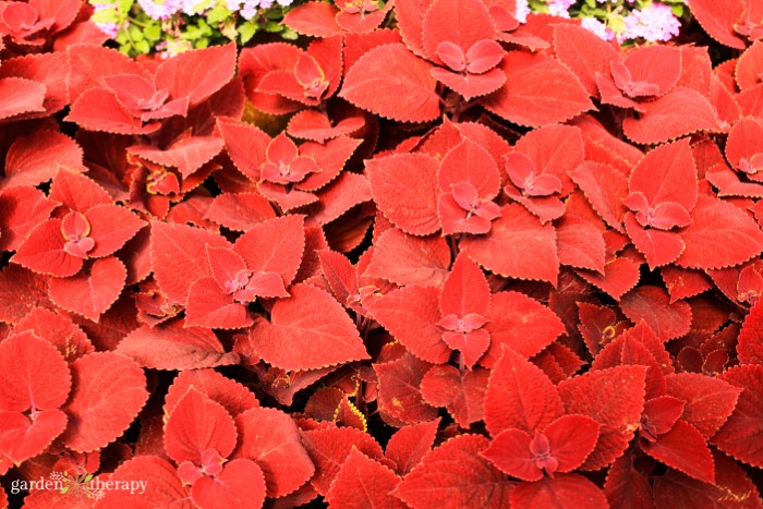 red coleus leaves