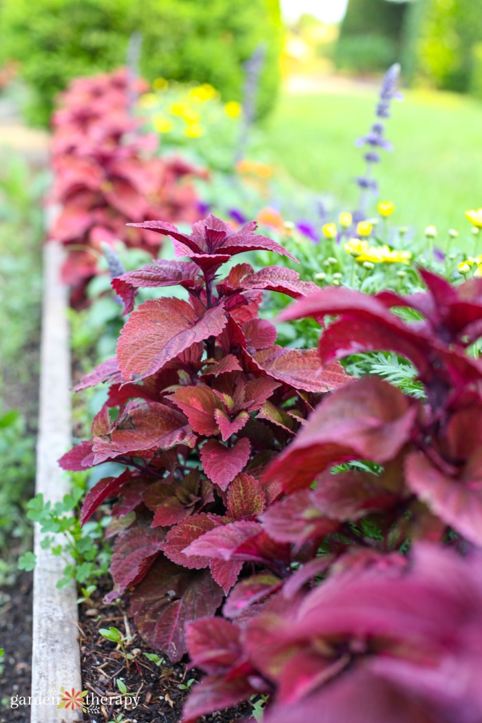 rote Coleus Pflanze