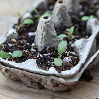 sprouting seedlings