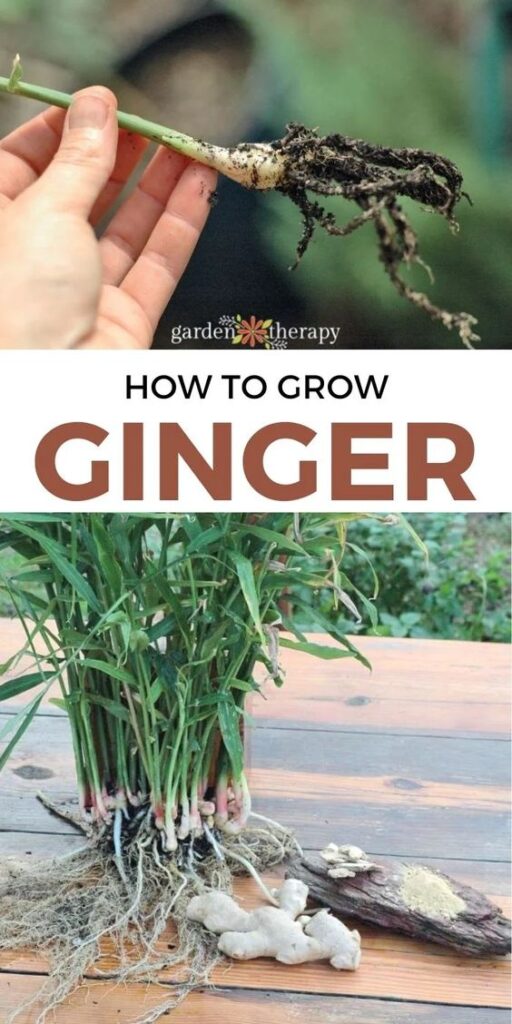 How to Grow Ginger