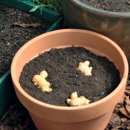 growing ginger in containers